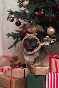 可爱的小狗坐在圣诞图片
