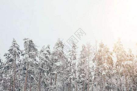 有松树和侧光的多雪的冬季森林风景图片