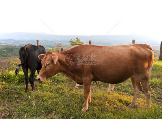 牛群在哥斯达黎加图片