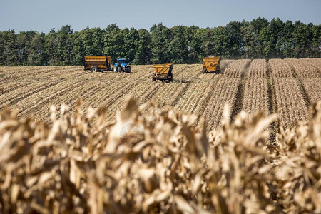 农场机械在乌克兰切尔卡西地区的玉米田中收获玉米图片