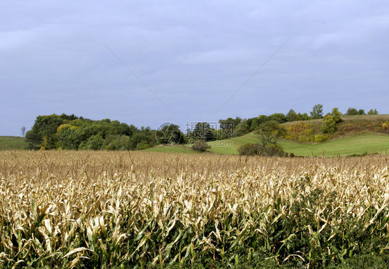 在威斯康辛州秋天的Cornfield山丘和树木图片