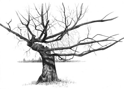 一根铅笔画一个古老的风化的树与gn图片