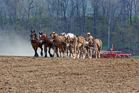 一群马和骡子在宾夕法尼亚州兰开斯特县的阿米什农场拉着一只带泥图片