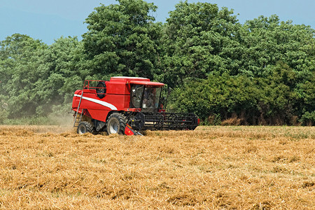 从事最近切开的小麦田收割小麦的农业采摘者图片
