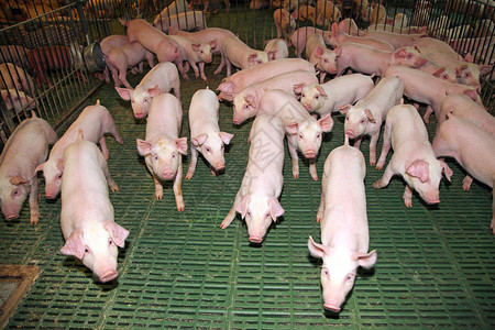 农村动物农场的小猪户背景图片