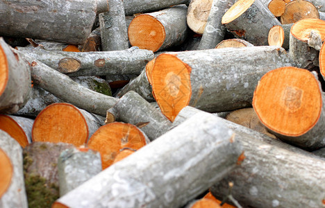 新砍伐的木材堆图片