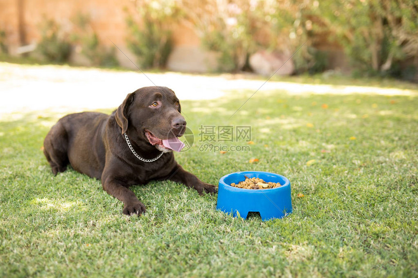巧克力拉布多人坐在公园的狗食物碗图片