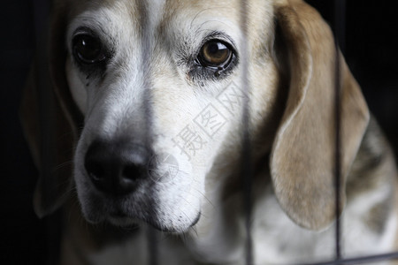 一只小猎犬坐在笼子后面向外看图片