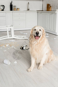 可爱的金毛猎犬坐在凌乱厨房的地板上图片