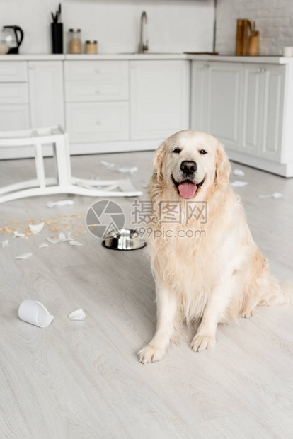 可爱的金毛猎犬坐在凌乱的地板上图片
