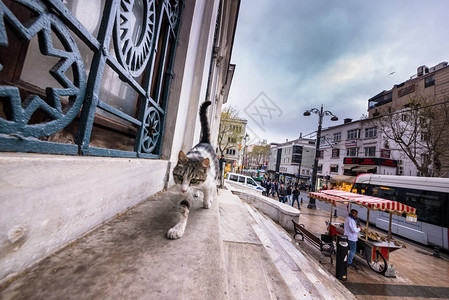 伊斯坦布尔流浪猫在土耳其伊斯坦布尔市一座大理石墙上的清真寺的角落图片