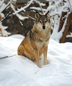 冬天坐在雪地里的狼图片