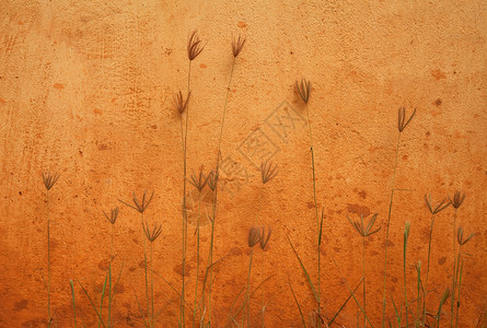 橙色墙壁和植物美图片