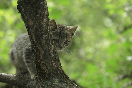 灰色条纹小猫坐在树上图片