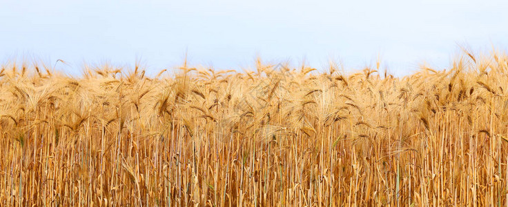 远方的朋友写一封信400字_给远方小朋友的一封信400字_远方朋友的信作文500字