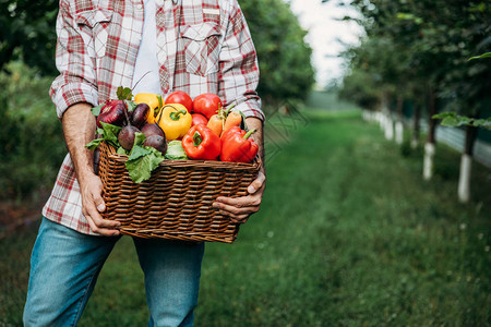 农民穿着带新鲜有机蔬菜拿着篮子和鲜有机蔬图片