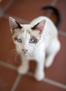 肮脏的流浪野猫图片