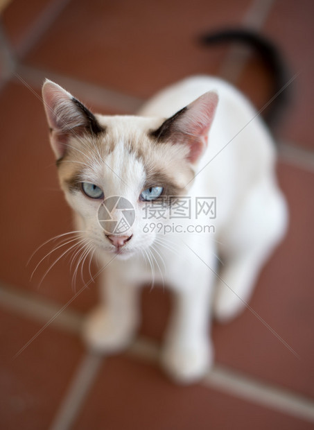 肮脏的流浪野猫图片