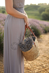 妇女拿着花篮在紫色衣草田中盛放鲜背景图片