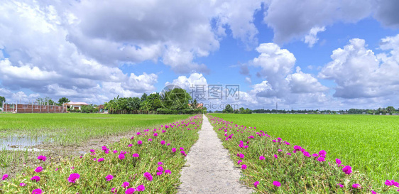 马齿苋花开在路边的稻田里图片