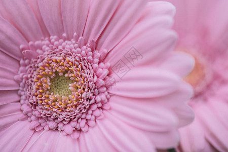 粉色花朵近身的Gerbera花朵花卉图片