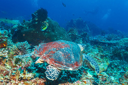 游泳绿海龟Cheloonia图片