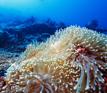 在印度尼西亚巴厘热带珊瑚礁附近与阿内莫尼鱼相图片