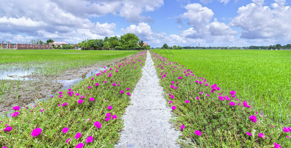 马齿苋花开在路边的稻田里图片