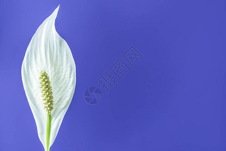 近距离观察紫色背景中孤立的白色花朵白石p背景图片