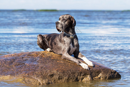 海中岩石上的獒犬图片