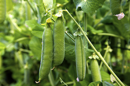 生长在花园里的成熟绿豌豆图片