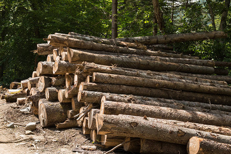 木材工业或木制住房建筑的木材采伐单图片