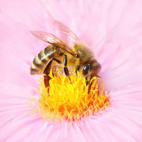 为紫菀授粉的欧洲蜜蜂图片