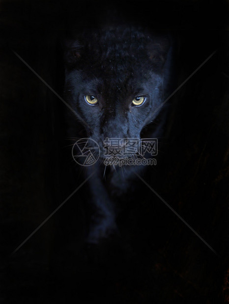 黑豹的肖像图片