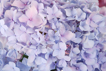 美丽的紫色花朵背景自图片