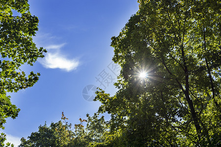 蓝天上的阳光透过夏天的树叶照耀着图片