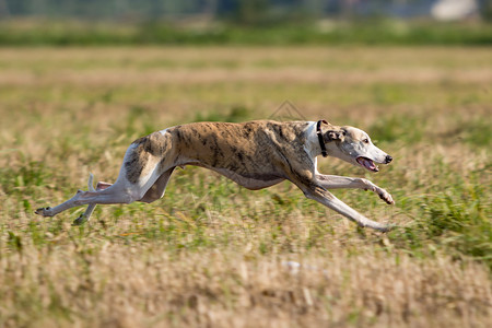 惠比特犬在田野里奔跑图片