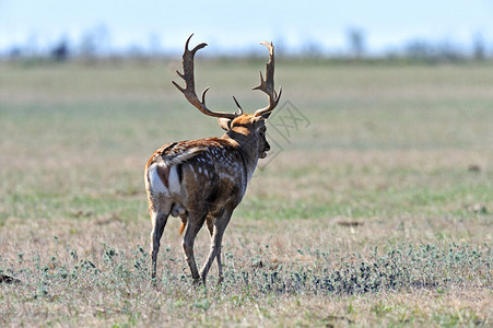 南草原的鹿图片