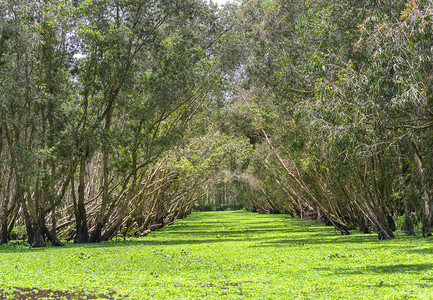 澜沧江湄公河创造了红树林的丰富植被背景