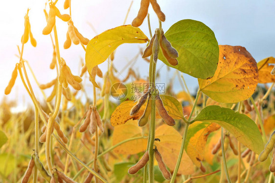 在田间生长的成熟大豆植物图片