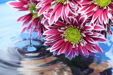 浪漫概念水面上的紫菊花溅起水花图片