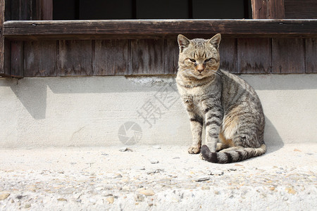 坐在墙边的流浪猫图片