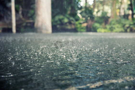 热带丛林中的大雨滴图片