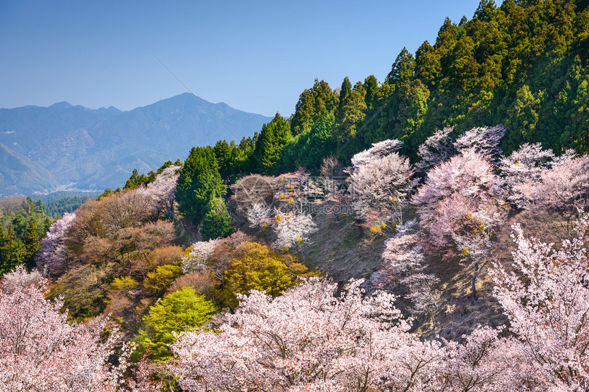 日本奈良吉野山图片