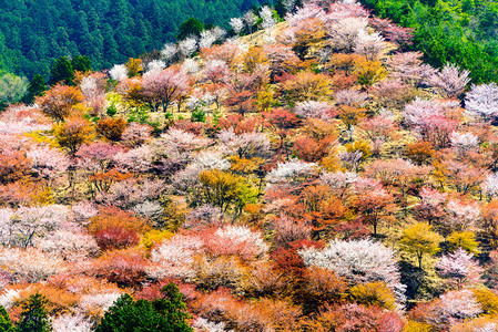 日本奈良吉野山的春季景色图片