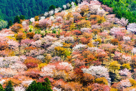 日本奈良吉野山的春季景色图片