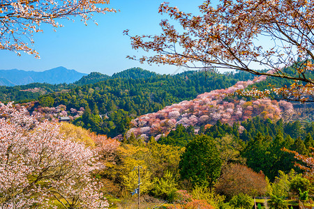 日本奈良吉野山的春景图片