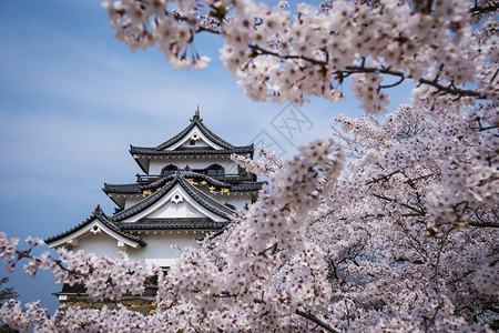 被樱花包围的日本传统建筑图片