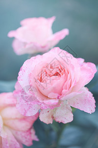 花园里美丽的粉红色玫瑰图片
