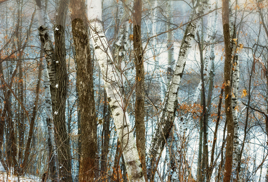 明尼苏达森林狼最新数据揭示球队攻防两端表现亮眼新星持续成长助力战绩攀升